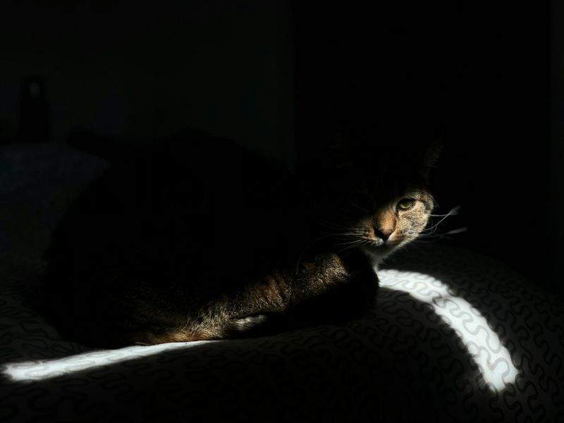 ペットケア・ジャパン - Image 3